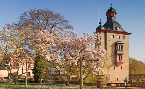Magnolienblüte_web_Beiträge