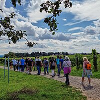 Schloss_Vollrads_Riesling Walk im Weinberg