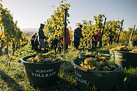 Schloss_Vollrads_Weinlese