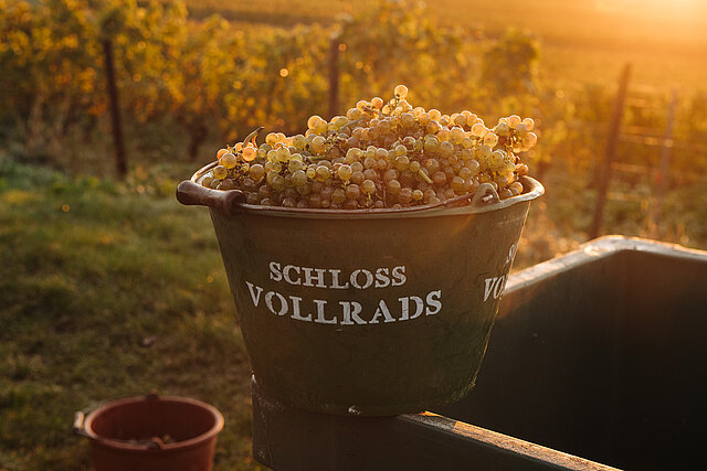 Schloss_Vollrads_Weinlese_Bütte_Trauben