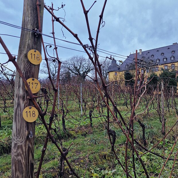 Schloss_Vollrads_Rebstockpatenschaft