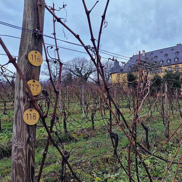 Schloss_Vollrads_Rebstockpatenschaft