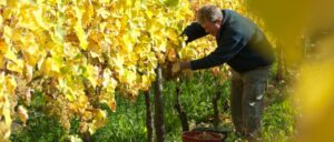 Weinlese Veranstaltung im Weingut