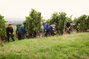 Weinlese auf Schloss Vollrads im Rheingau.